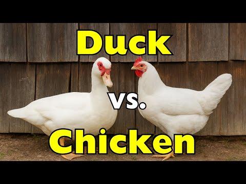 Why Ducks Float… and Chickens Don’t #Video