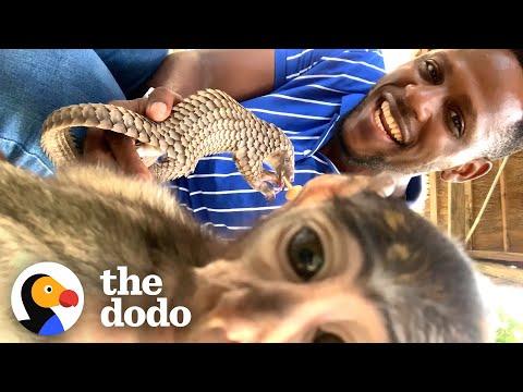 Baby Monkey Can't Stop Hugging This Baby Deer #Video