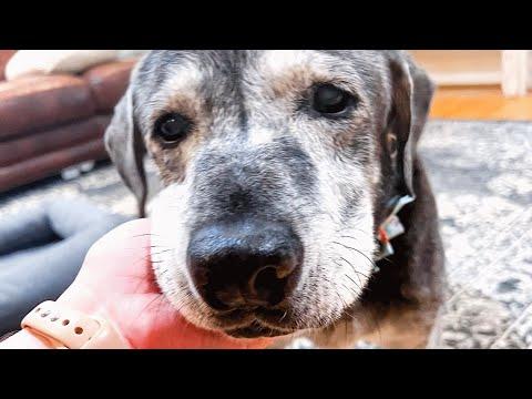 Someone left this deaf senior dog at the shelter. A family gave her another chance. #Video
