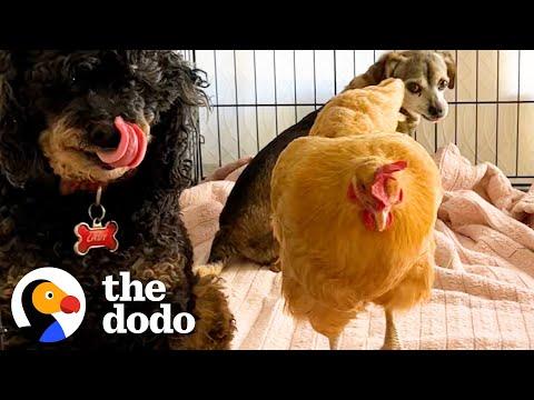 Chicken Thinks She's Just One Of The Dogs  #Video