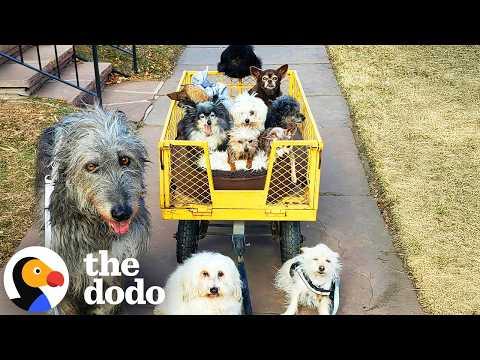 This Guy Has Nine Senior Dogs — And He Can’t Stop Rescuing Them #Video