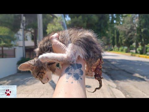 Alone in the pain | rescue of an injured young kitten #Video