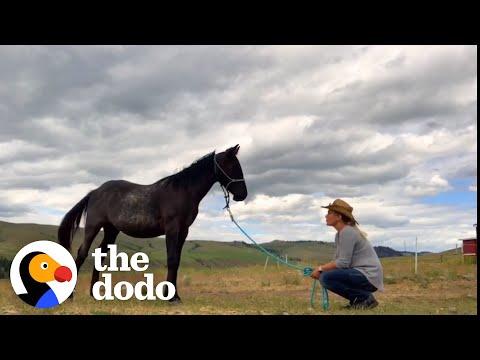 Rescue Horse Loves His Mom — But He's Obsessed With Her Boyfriend #Video