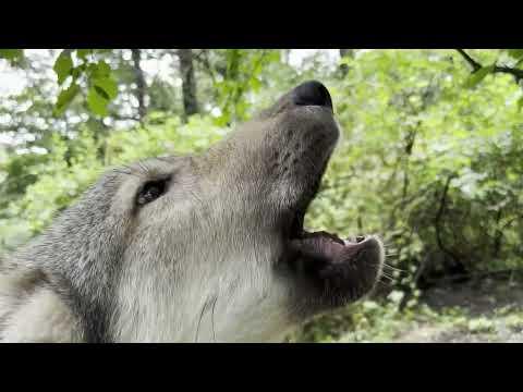 Tiny Gray Wolf Pup Has a Mighty Howl #Video
