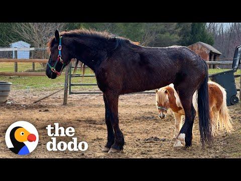 Huge Rescue Horse Finds Her Mini Horse Prince Charming #Video