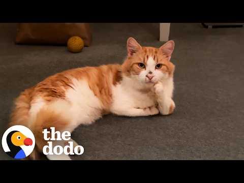 This 'T-Rex' Kitty Is The Best Big Brother #Video