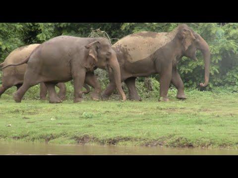 Listen Vocalizations Of Elephants Concern Their Family - ElephantNews  #Video