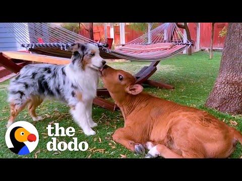 Dog And Baby Cow Snuggle And Chase Each Other Around #Video