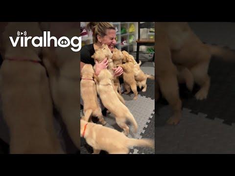 Golden Retriever Puppies Reunite With Nurse Who Delivered Them #Video