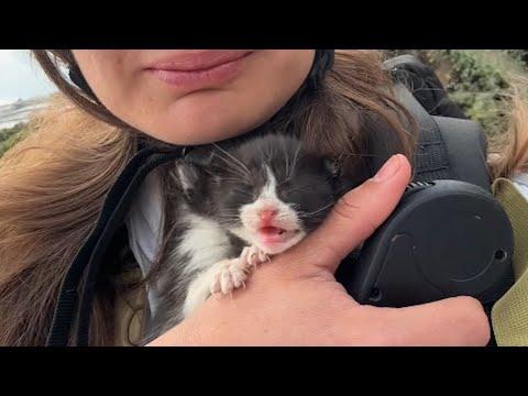 Tourist hears kittens crying for help. See her incredible response. #Video