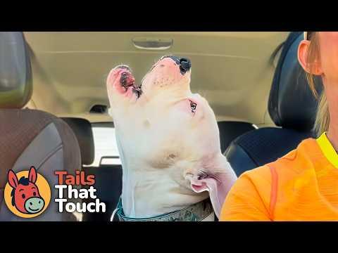 Rescue Dog Shows Hilarious Habit No One Saw Coming #Video