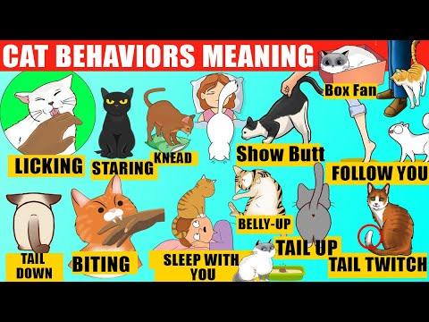 ALL Strange Cat Behaviors Explained (Compilation) #Video