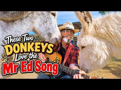 Singing the Mr. Ed theme song to two donkeys #Video