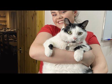Broccoli-loving obese cat struggles to lose weight #Video