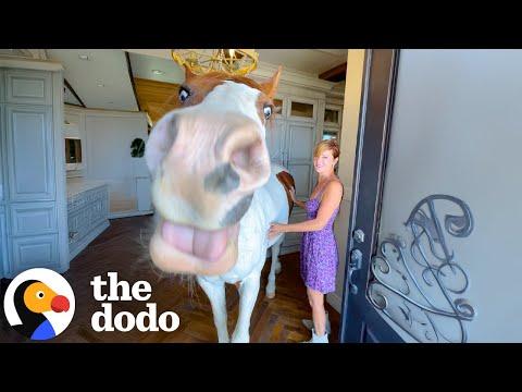 Horse Invades the Kitchen Like He Owns It #Video