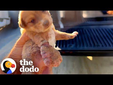 Little Puppy With a Boxing-Glove Paw Makes the Sweetest Recovery  #Video