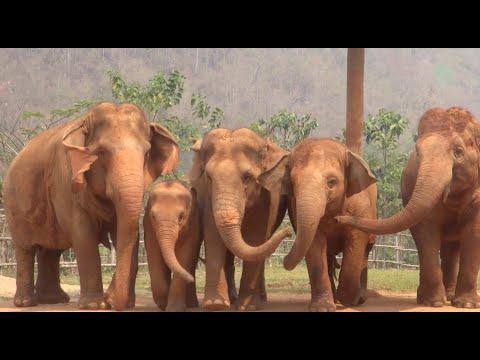 The Sound Of Elephants Develop New Friendships With Strangers - ElephantNews #Video