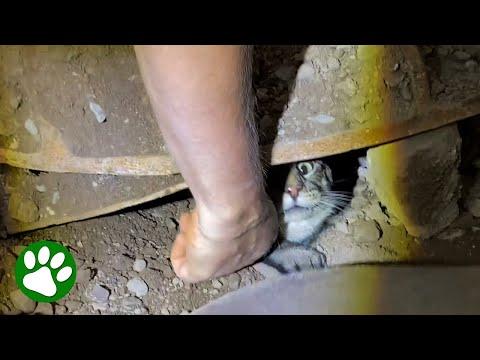 2 months after this family's cat disappeared, they hear sounds coming from under the road #Video