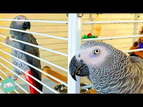 Daredevil African Grey Drives Brother Crazy #Video
