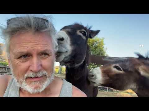 Donkeys go to the Spa #Video