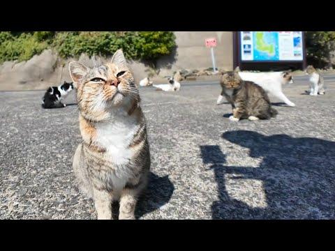 Stray Cat Kept Bringing Woman Flowers Until She Let Her Inside #Video