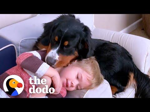 Little Boy Writes Love Letter To His Bernese Mountain Dog #Video