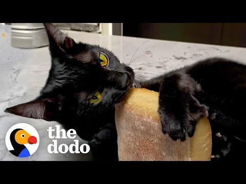 Cat goes WILD for Trader Joe's ciabatta! #Video