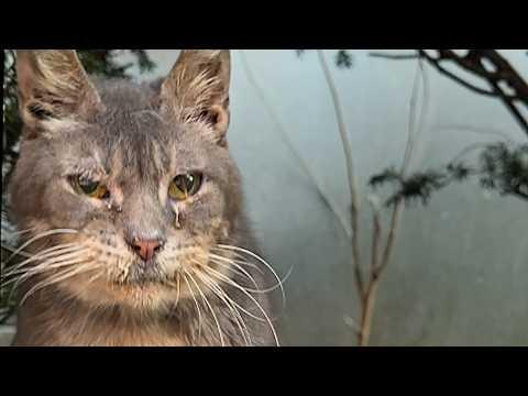 Senior cat that lived on street for years is finally home #Video