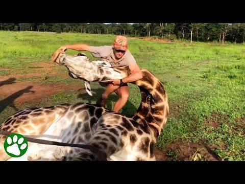 Giraffe Rescue Turns Into Wrestling Match! #Video