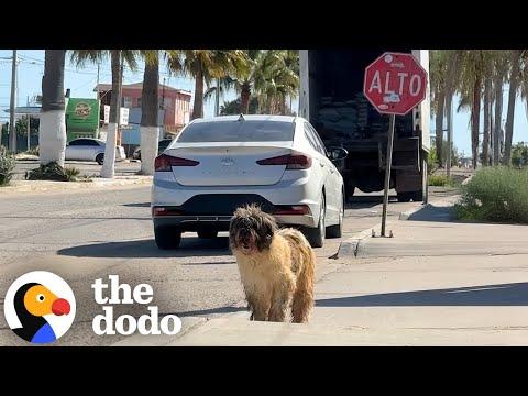 Severely Matted Dog Gets First Haircut In 7 Years #Video