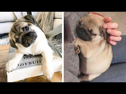 AWW SOO Cute and Funny Pug Puppies - Funniest Pug Ever #38 #Video