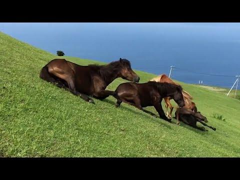 Hilarious Horses Slide Down a Hill | Best Pets Of The Week #Video