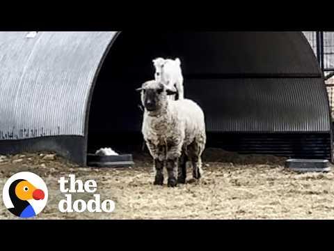 Rescued Baby Goat Loves Riding On Her Sheep Friend's Back #Video