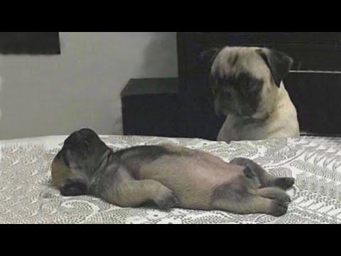 I would die laughing for these dogs #Video