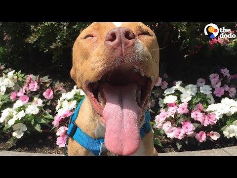 Little Pittie With Rare Disease Finds The Best Family