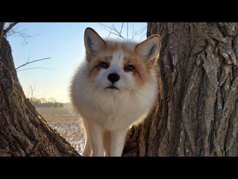 Foxes in a tree #Video