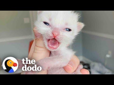 Pocket-Sized Kitten Grows Up To Be A Wild Woman #Video