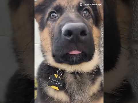 Proof Of Why You Need A German Shepherd In Your Life #Video