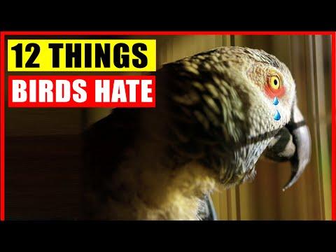 12 Things Birds Hate and Owners Must Avoid #Video