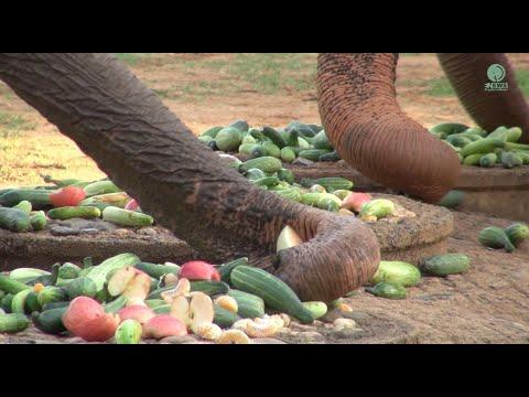 Elephant’s Trunk The Most Remarkable Organ Of An Elephant - ElephantNews #Video