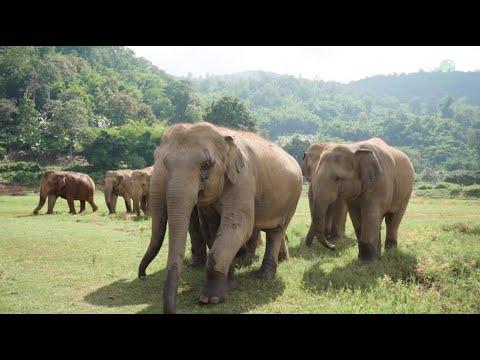 Elephant Nature Park The Sanctuary For Elephant - ElephantNews #Video