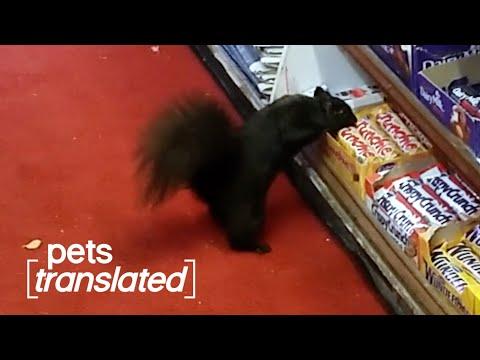 Food Snatchers! | Pets Translated  #Video