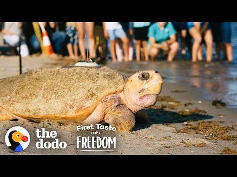 Rescued Giant Sea Turtle Is Thrilled To Swim Back To The Ocean | The Dodo First Taste Of Freedom