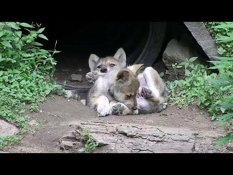 Adorable and Squirmy Wolf Pups Wrestle and Nip #Video