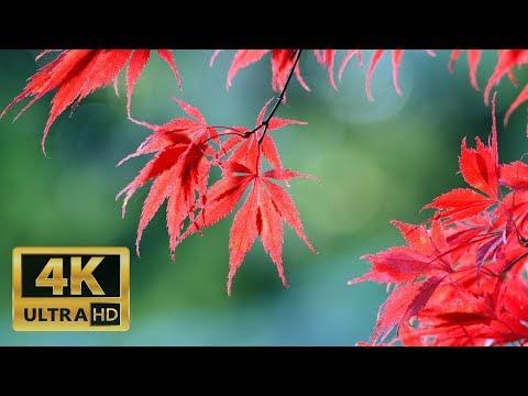 Fall Foliage at Kubota Garden LUMIX S1 Vivid Photo Style Unedited footage 4K UHD