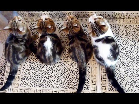 Holidays Cute And Funny Cats Compilation