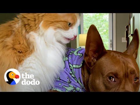 Pittie Jumps On The Counter To Be With The Cats #Video