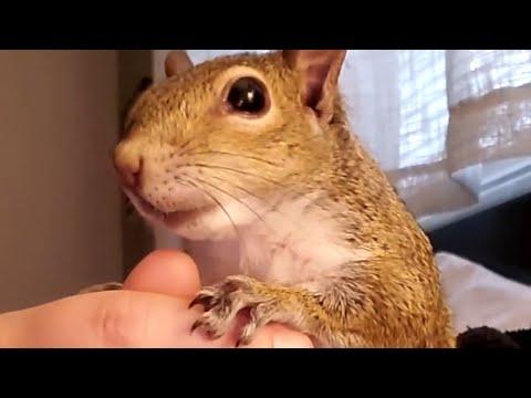 My soulmate is a squirrel #Video