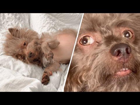 This 'werewolf' dog has human-like eyes #Video
