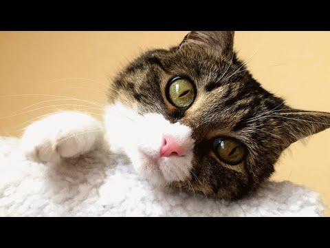 Homeless kitten adopts a human #Video
